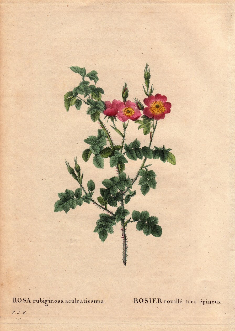 Botanical Board, Flower, Rose Variete：非常多刺的锈玫瑰（Rosa rubiginosa aculeatissima）。 1810 年左右由杜邦通过种子获得并撒上面包屑。在“玫瑰花”，第 2 卷中，皮埃尔·约瑟夫·雷杜特 (1759-1840) 作者 皮埃尔·约瑟夫·雷杜特