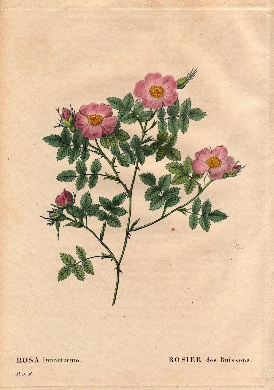 植物板、花卉、玫瑰品种：布什玫瑰（Rosa dumetorum）。 来自欧洲和亚洲的犬玫瑰家族，发现于 1821 年之前。在“Les Roses”，Pierre Joseph Redoute（1759-1840）的第 2 卷中 作者 皮埃尔·约瑟夫·雷杜特