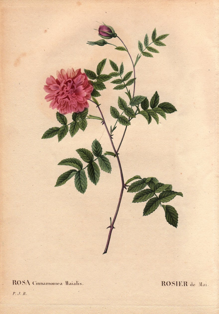 植物板、花卉、玫瑰品种：五月玫瑰。 （玫瑰肉桂 maialis）。 生长在整个欧洲的野花。 皮埃尔·约瑟夫·雷杜特 (1759-1840) 在“玫瑰之花”第 2 卷中 作者 皮埃尔·约瑟夫·雷杜特