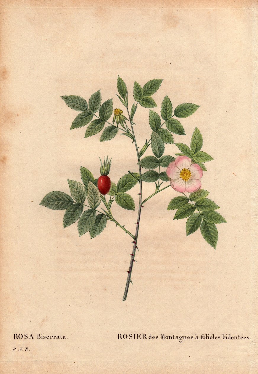 Botanical Board, Flower, Rose 品种：山玫瑰与双齿叶 (Rosa Biserrata)。 1812 年之前由 Merat 博士在法国巴黎附近的 Mont Valerien 收集。 皮埃尔·约瑟夫·雷杜特 (1759-1840) 在“玫瑰之花”第 2 卷中 作者 皮埃尔·约瑟夫·雷杜特