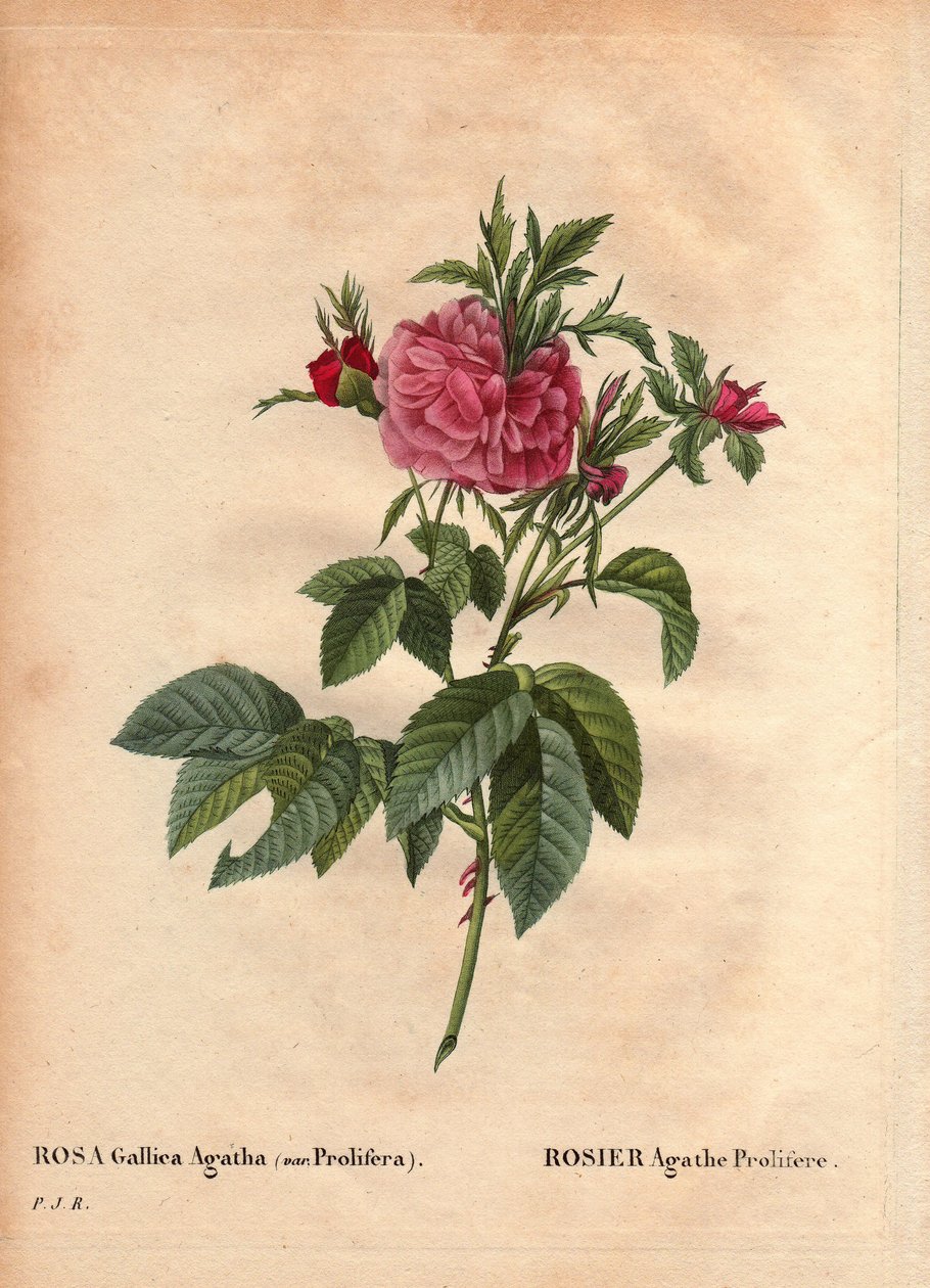 植物板、花卉、玫瑰品种：玫瑰 Agathe Prolifere (Rosa Gallica Agatha Prolifera)。 Pierre Joseph Redoute（1759-1840）在“Les Roses”，第2卷中 作者 皮埃尔·约瑟夫·雷杜特