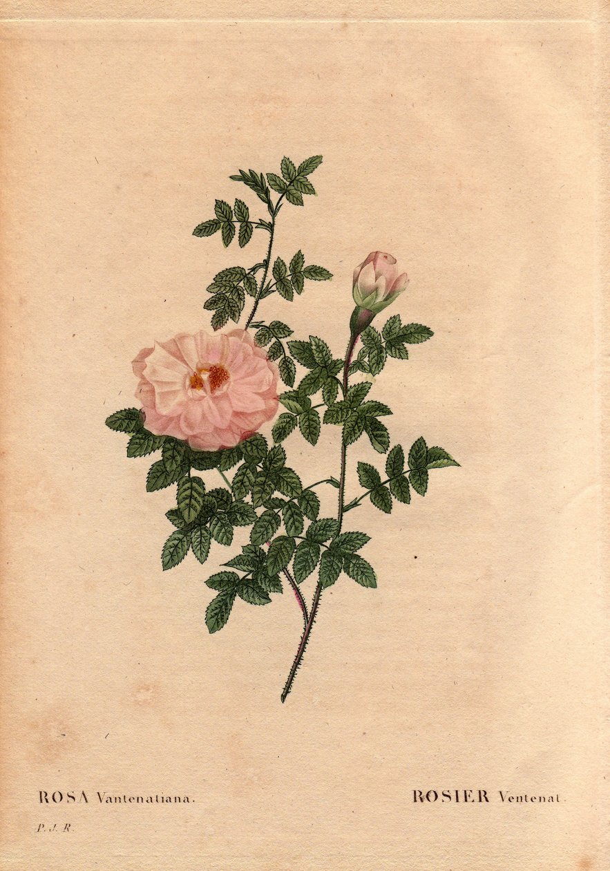 植物板、花卉、玫瑰品种：Rose Ventenat。 (Rosa ventenatiana)，来源不明。 皮埃尔·约瑟夫·雷杜特 (1759-1840) 在“玫瑰之花”第 2 卷中 作者 皮埃尔·约瑟夫·雷杜特