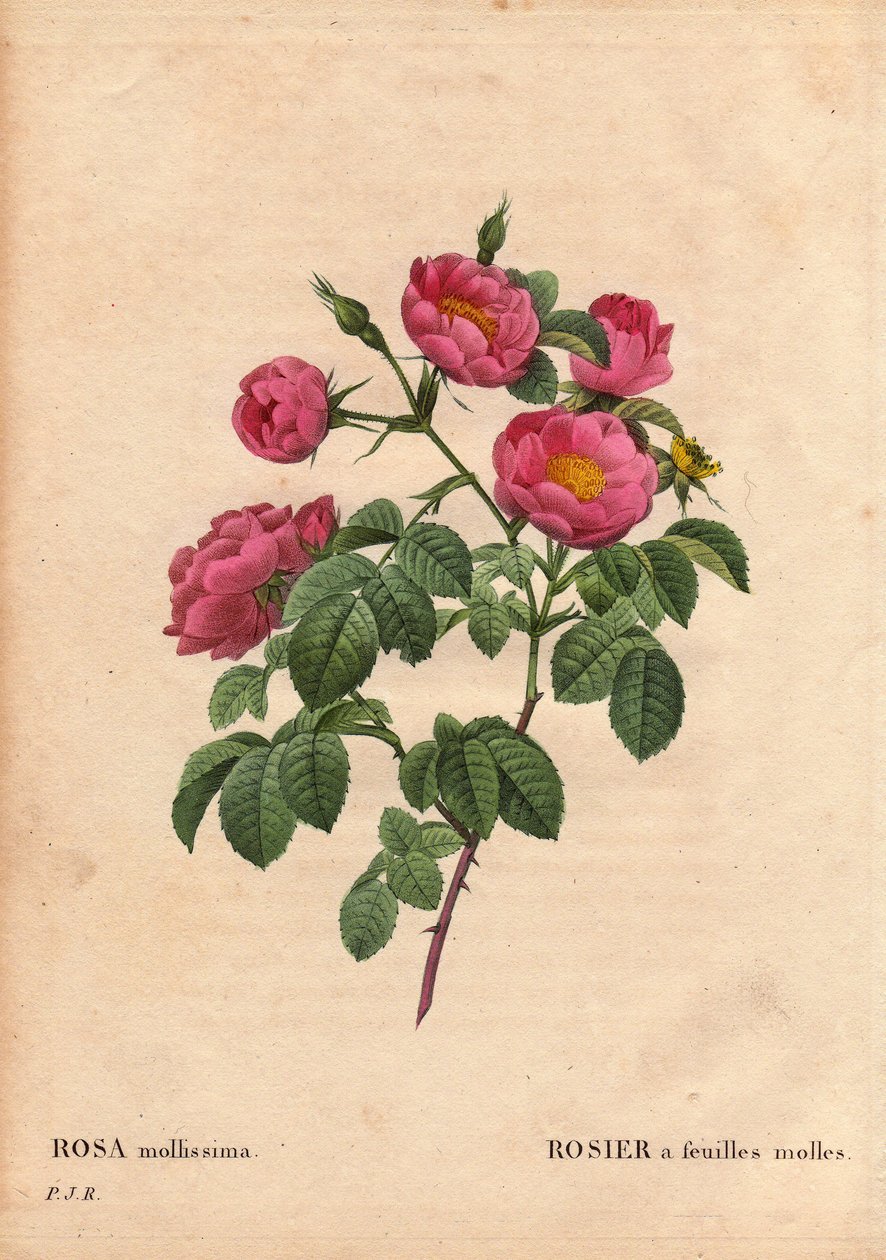 植物板、花卉、玫瑰品种：玫瑰，叶子柔软。 (Rosa mollissima flora submultiplici)。 Rose mollis 品种，1821 年之前。在“Les Roses”，第 2 卷中，Pierre Joseph Redoute (1759-1840) 作者 皮埃尔·约瑟夫·雷杜特