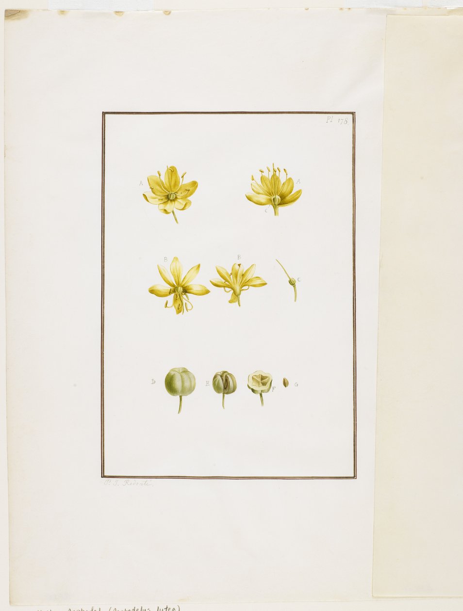 植物解剖：黄色Asphodel（Asphodelus lutea），c.1778-90（wc和石墨在纸上） 作者 皮埃尔·约瑟夫·雷杜特
