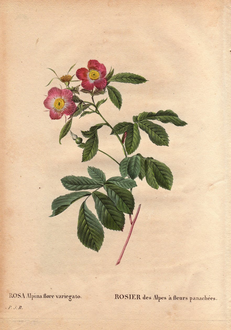Botanical Plate, Flower, Rose Variete：阿尔卑斯玫瑰，杂色花（Rosa alpina flora variegato）。 1813 年 de Poilpre 左右在法国引入。 皮埃尔·约瑟夫·雷杜特 (1759-1840) 在“玫瑰之花”第 2 卷中 作者 皮埃尔·约瑟夫·雷杜特