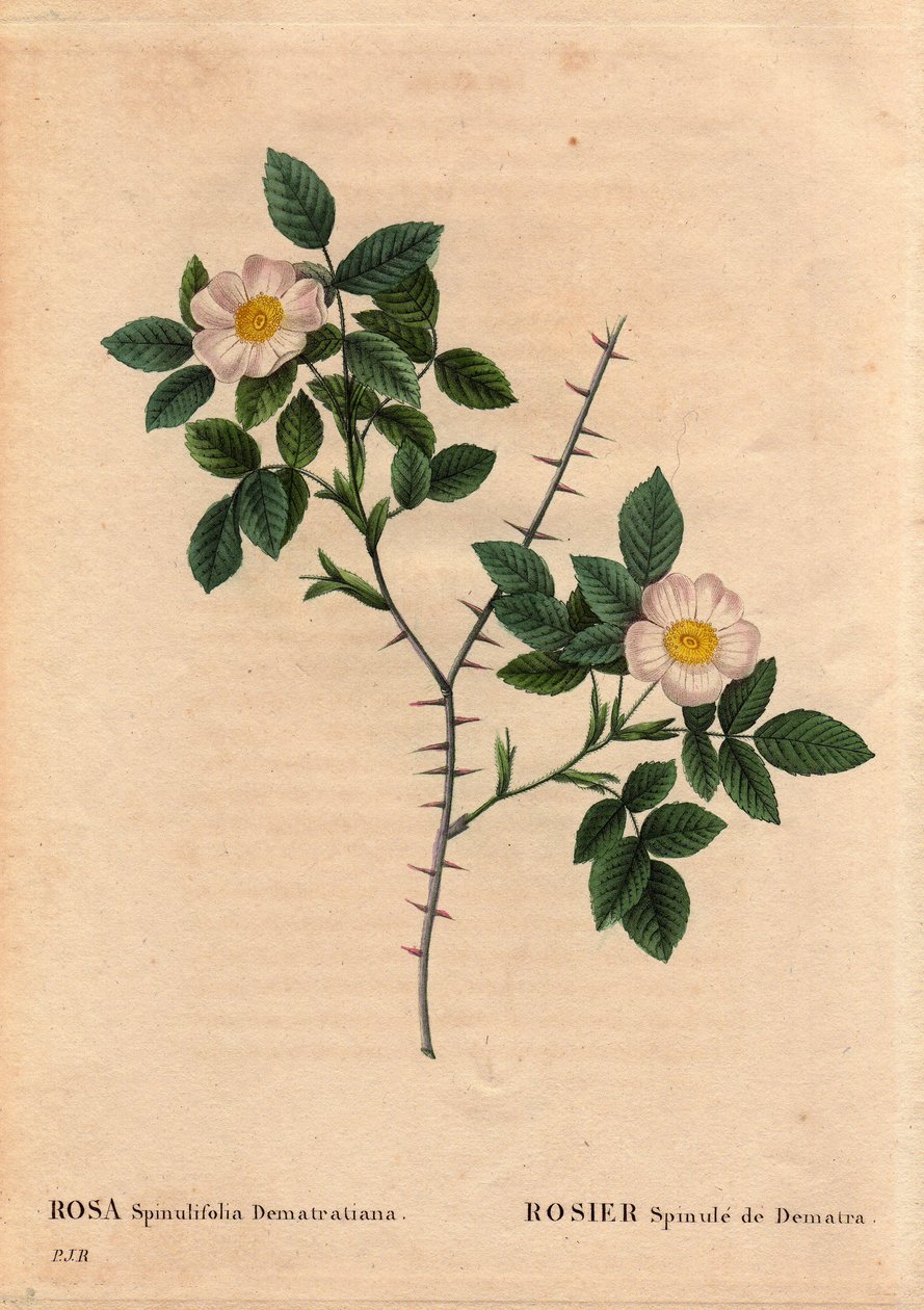 Botanical Plate, Flower, Rose Variete: Rosier Spinule de Dematra (Rosa spinulifolia dematratiana) 在瑞士弗里堡的 Chatel-sur-Montsalvens (Chatel sur Montsalvens) 附近由 Corbieres 的牧师 Dean Dematra 于 1818 年之前发现。在“” Les Roses ” 作者 皮埃尔·约瑟夫·雷杜特