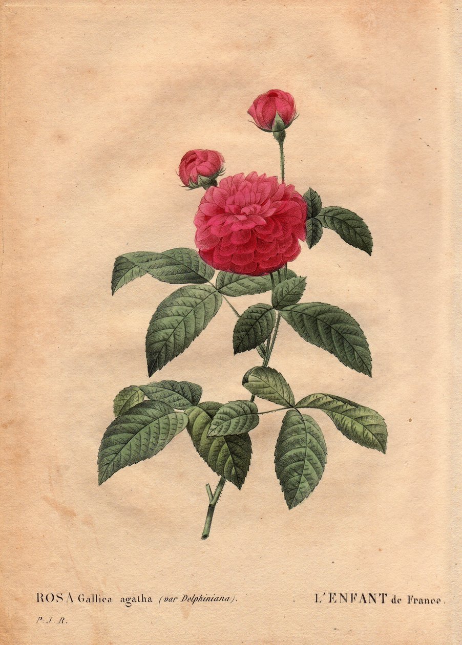 Botanical Plate, Flower, Rose Variete: The child of France (Rosa Gallica agatha var. delphiniana)。 由杜邦先生栽培，大约在 1802 年，自路易十五 (1710-1774) 统治时期起就广为人知，并被称为“法兰西之子”以纪念太子。 在“”莱斯罗 作者 皮埃尔·约瑟夫·雷杜特