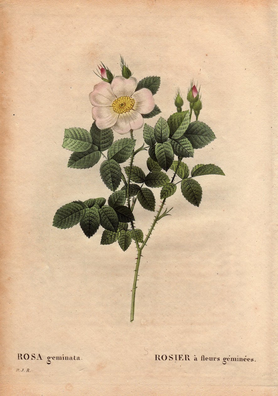 植物盘、花、玫瑰品种：宝石花玫瑰。 （双生蔷薇）。 1820 年之前由德国维尔茨堡附近的劳教授发现。 在“玫瑰花”，第 2 卷中，皮埃尔·约瑟夫·雷杜特 (1759-1840) 作者 皮埃尔·约瑟夫·雷杜特