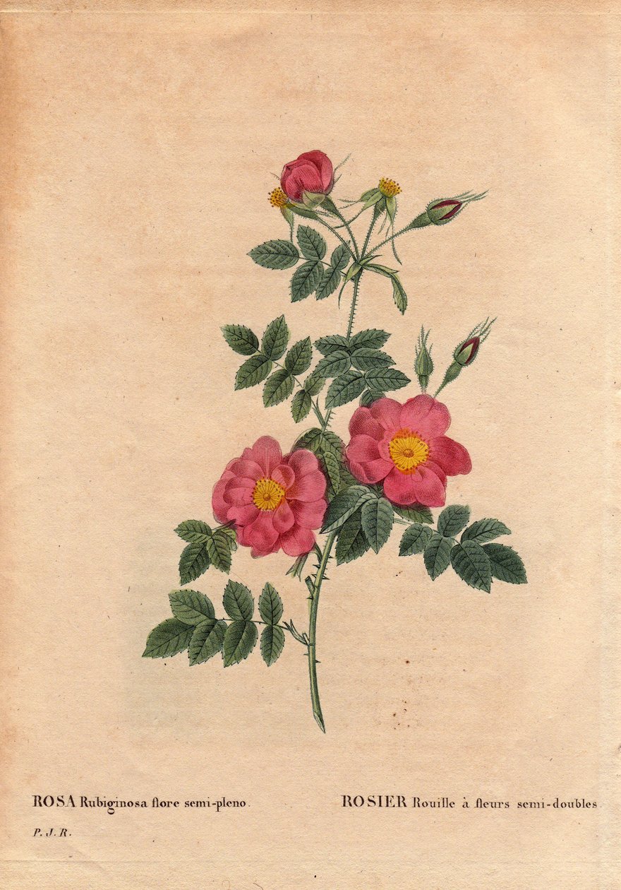植物盘、花、玫瑰品种：Rose Rust 具有半重瓣花 (Rosa rubiginosa flora semi pleno)，从种子中获得，由 PJ Redoute 于 1806 年左右种植。在“Les Roses”，第 2 卷中，Pierre Joseph Redoute (1759- 1840) 作者 皮埃尔·约瑟夫·雷杜特