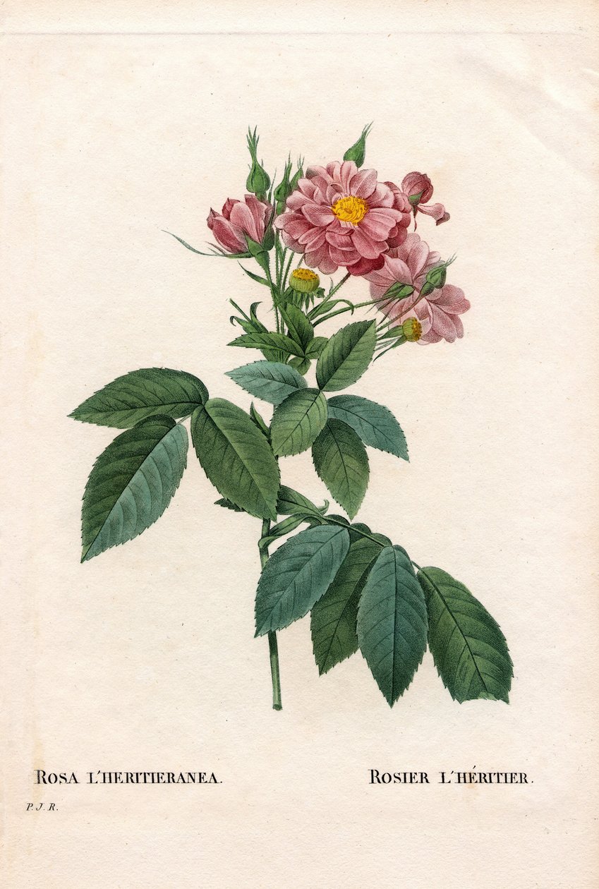 布尔索玫瑰，Rosa l