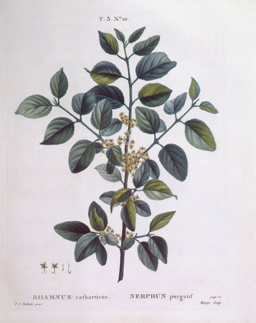 沙棘（Rhamnus catharticus），Henry Louis Duhamel du Monceau，Pierre Joseph Redouté的植物图版。 作者 皮埃尔·约瑟夫·雷杜特