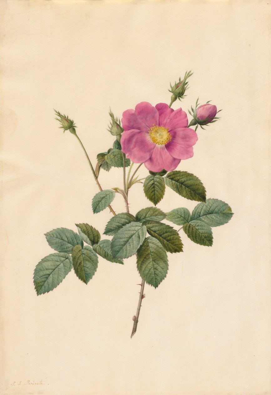 卷心菜玫瑰（Rosa Centifolia Simplex） 作者 皮埃尔·约瑟夫·雷杜特