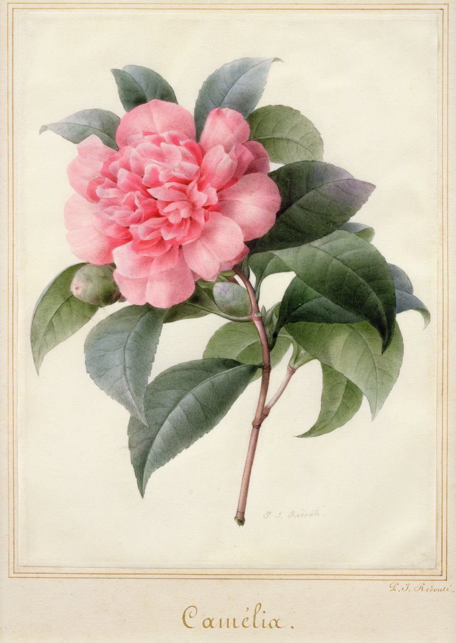 山茶花（牛皮纸上的金色水彩画 作者 皮埃尔·约瑟夫·雷杜特
