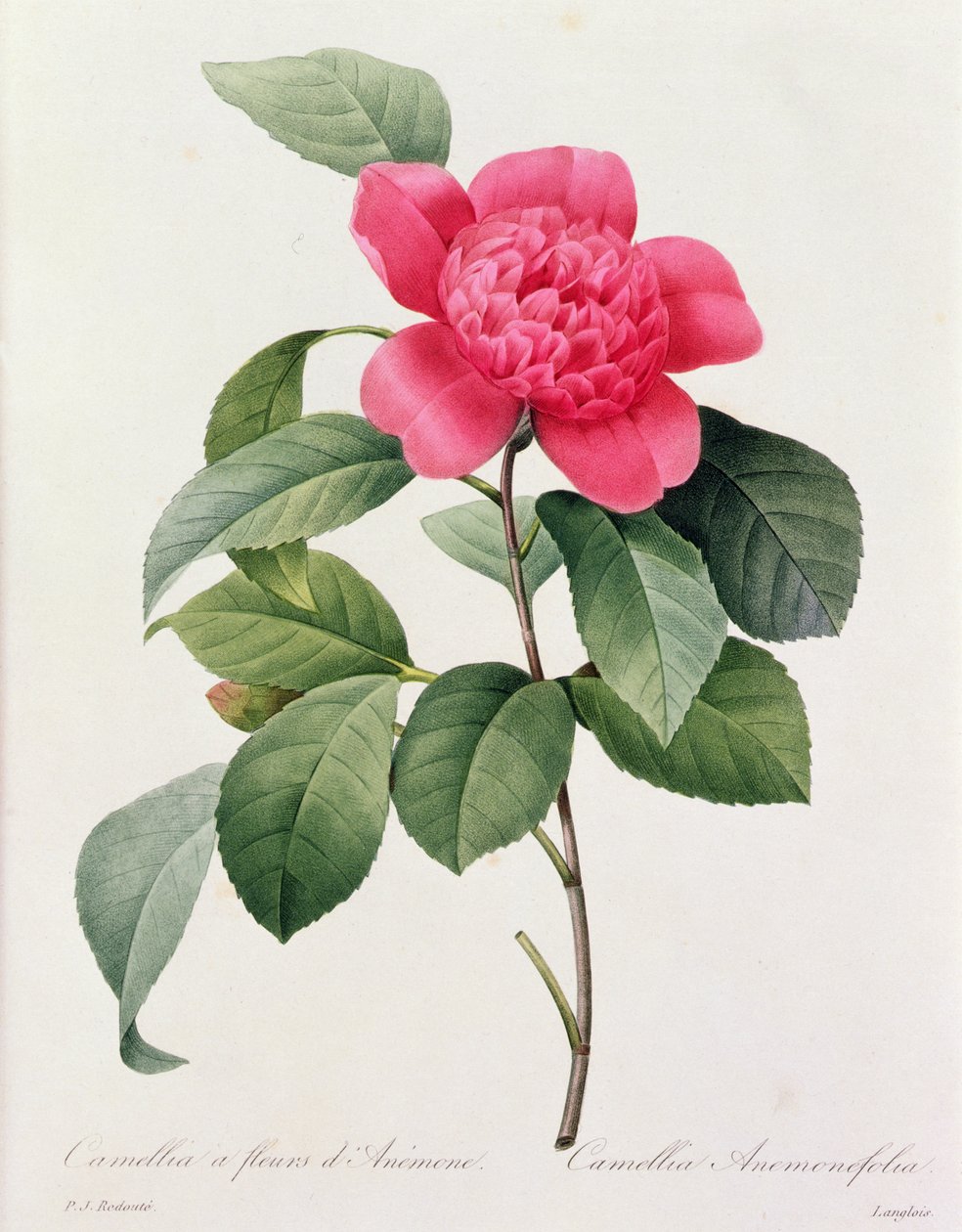 山茶花（彩色雕刻） 作者 皮埃尔·约瑟夫·雷杜特