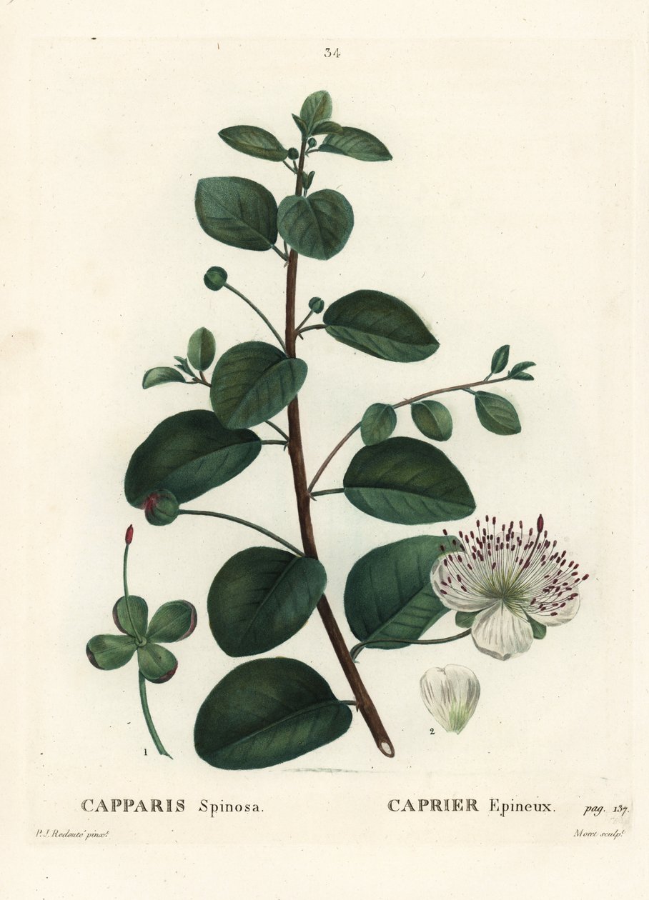 刺山柑，刺山柑。 Moret 手绘点画版画，由巴黎亨利·路易斯·杜哈梅尔·杜·蒙塞尔 (Henri Louis Duhamel du Moncel) 的 Pierre-Joseph Redoute 绘制插图后绘制 作者 皮埃尔·约瑟夫·雷杜特