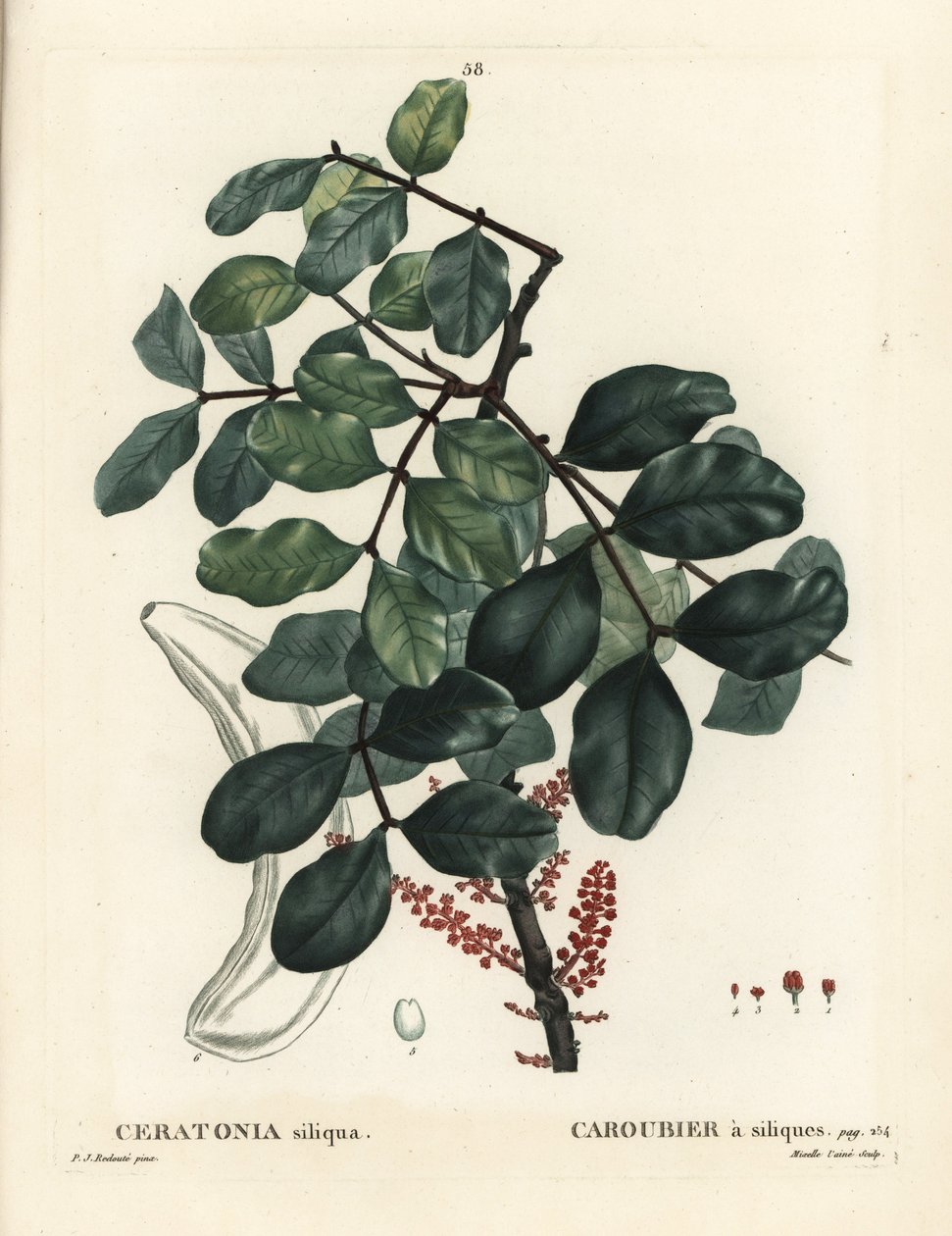 角豆树或洋槐豆，Ceratonia siliqua。Mixelle l