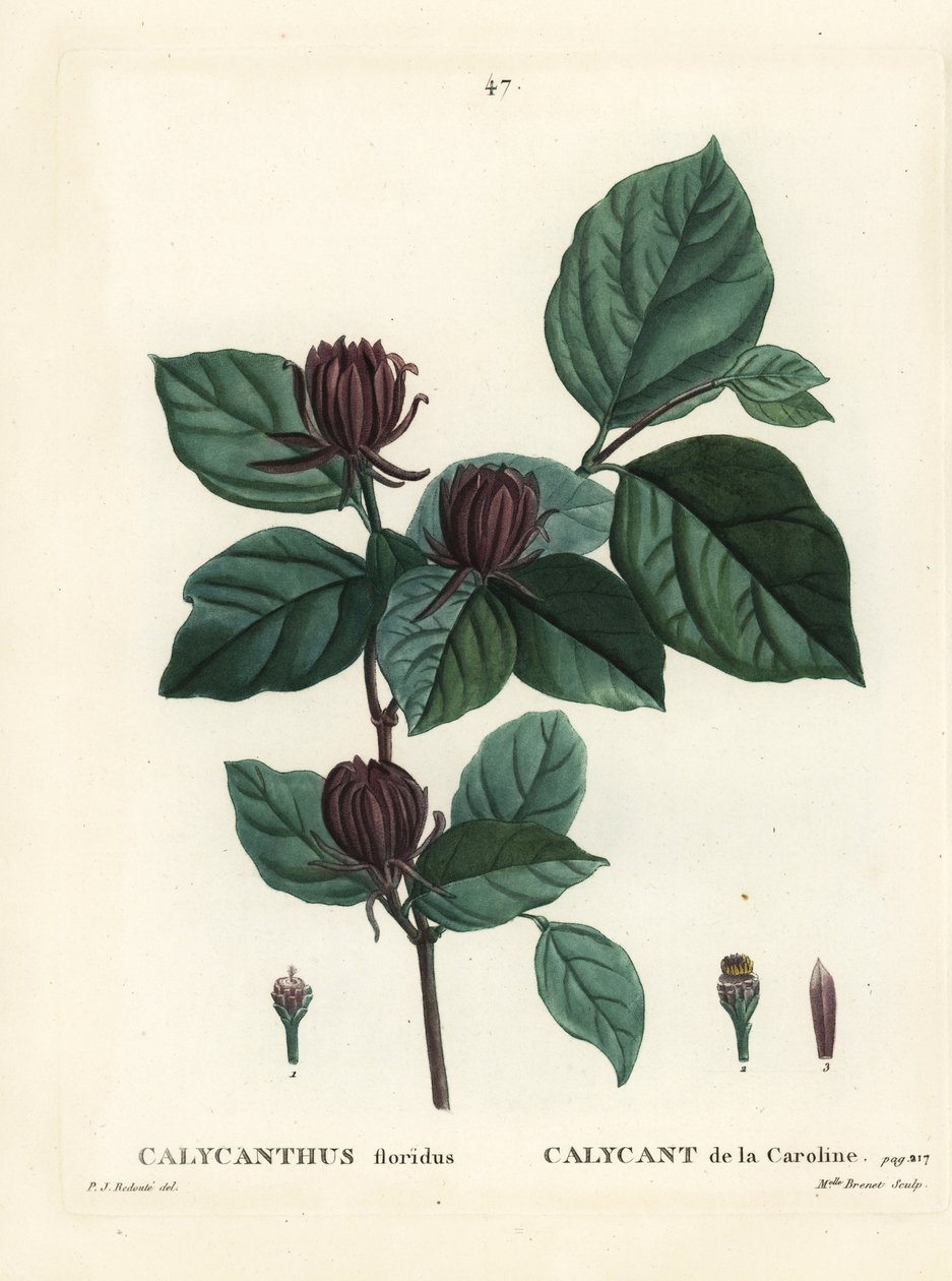 Carolina spicebush or eastern sweetshrub, Calycanthus floridus. Handcoloured stipple engraving by Miss Brenet after an illustration by Pierre-Joseph Redoute from Henri Louis Duhamel du Moncel