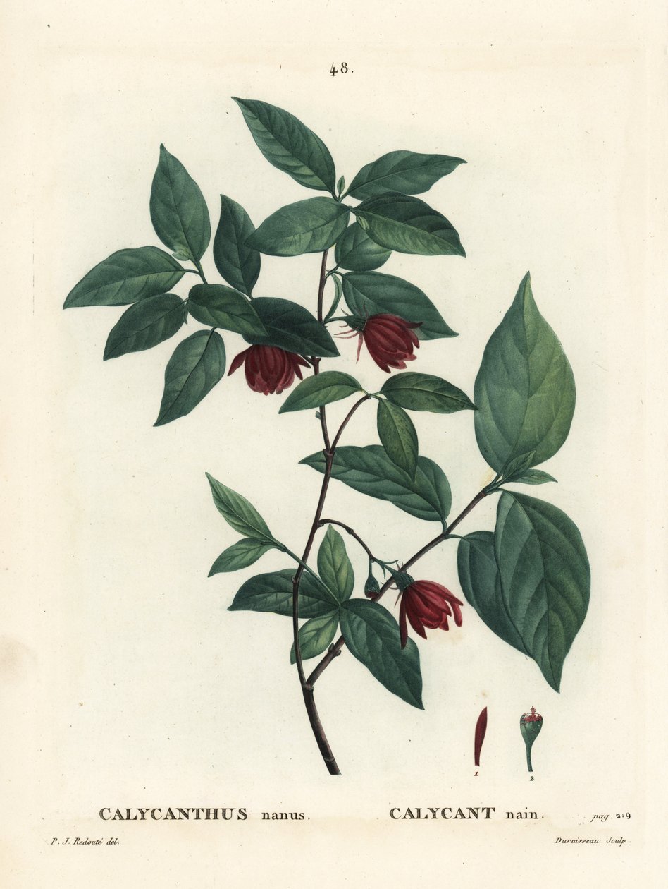 卡罗莱纳州 spicebush 或东部甜灌木， Calycanthus floridus var。 绿萝（Calycanthus nanus）。 在亨利·路易斯·杜哈梅尔·杜蒙塞尔 (Henri Louis Duhamel du Moncel) 的 Treat des Arbres et Shrustes 的 Pierre-Joseph Redoute 绘制插图后，Du Ruisseau 的手绘点画雕刻， 作者 皮埃尔·约瑟夫·雷杜特