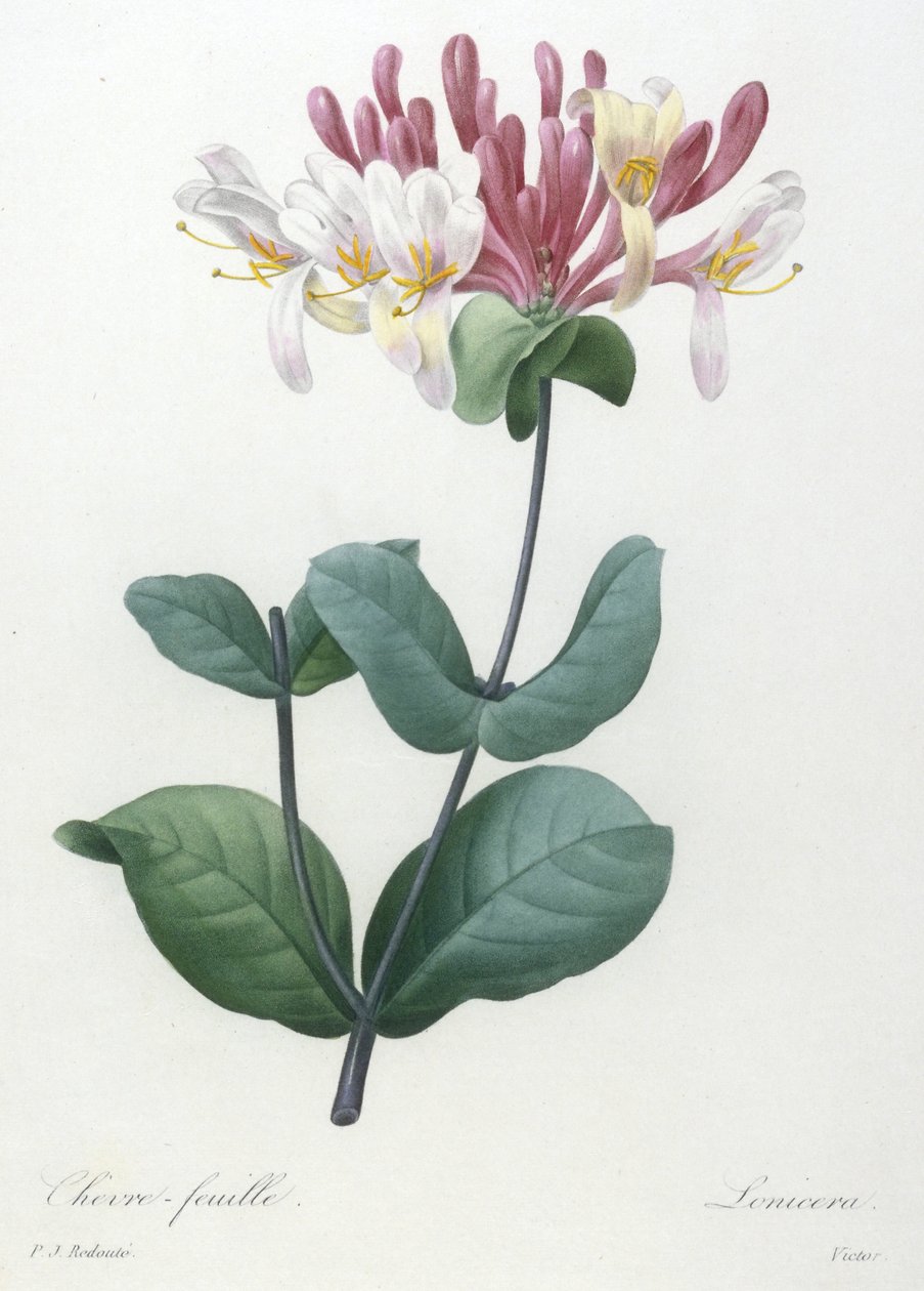 山羊叶，选自最美丽的花朵和最美丽的水果，1827年（手工彩色点画雕刻） 作者 皮埃尔·约瑟夫·雷杜特