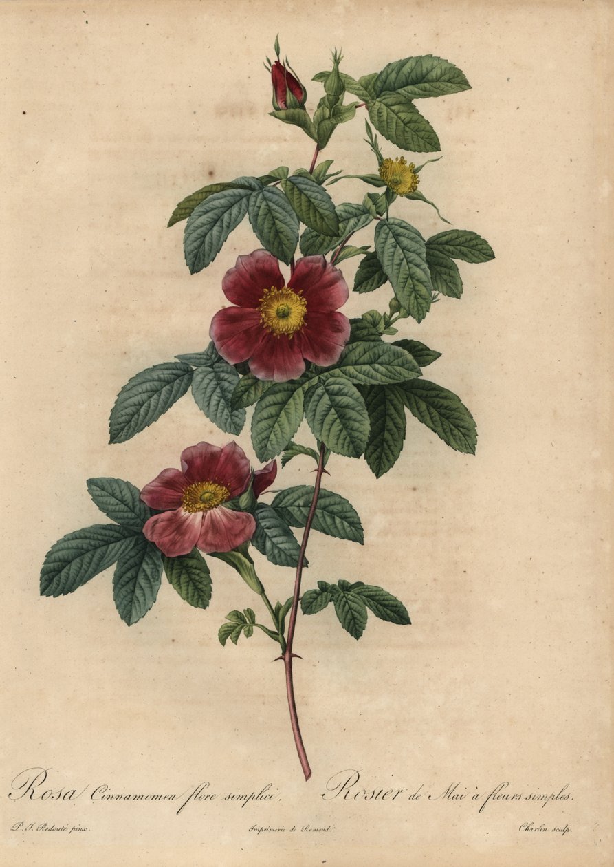 桂花, Rosa majalis 作者 皮埃尔·约瑟夫·雷杜特