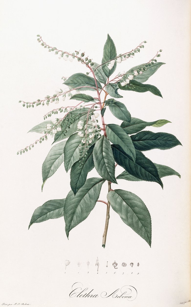 克莱斯拉·阿伯里亚（Clethra Arborea） 作者 皮埃尔·约瑟夫·雷杜特