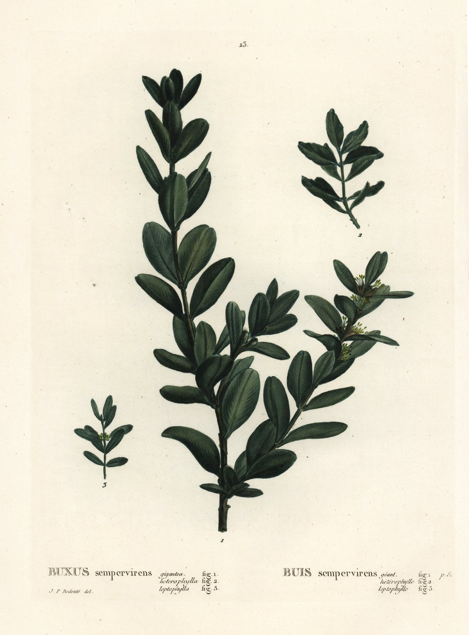 普通黄杨，欧洲黄杨或黄杨，Buxus sempervirens（gigantea、heterophylla和leptophylla）。根据Pierre-Joseph Redoute的插图进行的手绘立体雕刻，出自Henri Louis Duhamel du Monceau的Treat des Arbres et Shrustes，巴黎。 作者 皮埃尔·约瑟夫·雷杜特