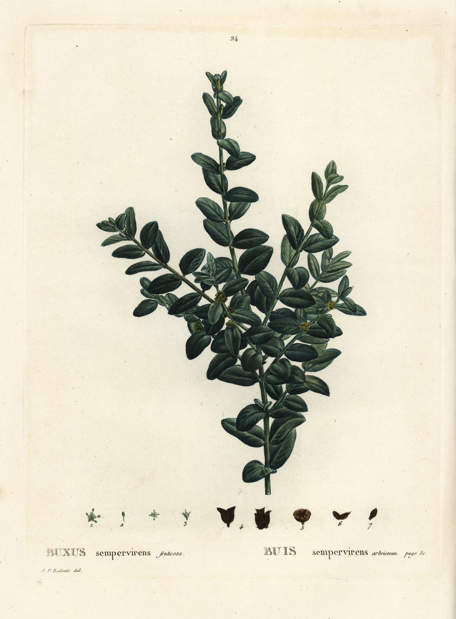Common box, European box or boxwood, Buxus sempervirens fruticosa. Handcoloured stipple engraving after an illustration by Pierre-Joseph Redoute from Henri Louis Duhamel du Monceau