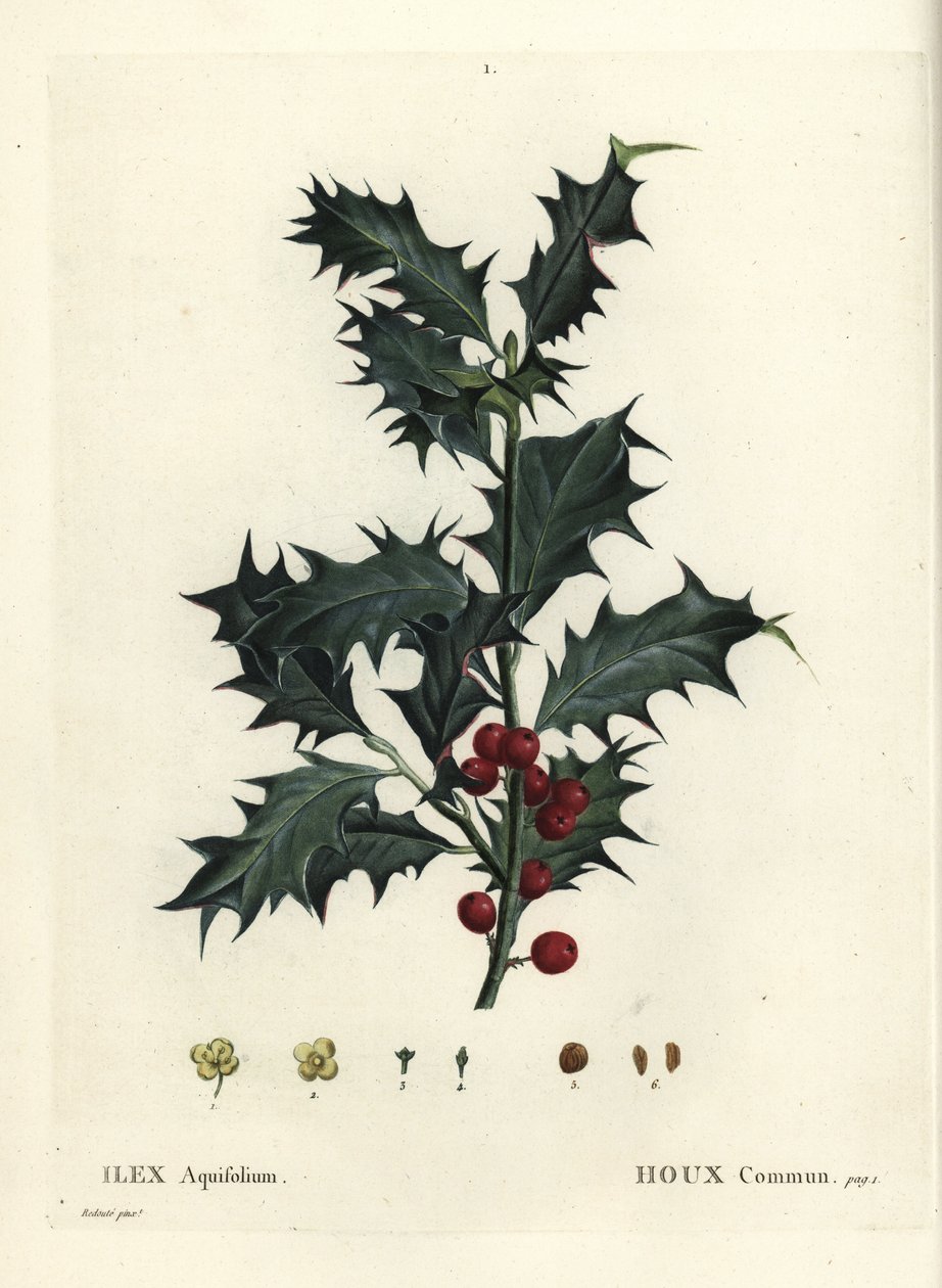 常见的冬青，冬青 aquifolium。 由巴黎亨利·路易斯·杜哈梅尔·杜·蒙索 (Henri Louis Duhamel du Monceau) 的 Treat des Arbres et Shrustes 绘制的 Pierre-Joseph Redoute 插图后的手绘点画版画 作者 皮埃尔·约瑟夫·雷杜特