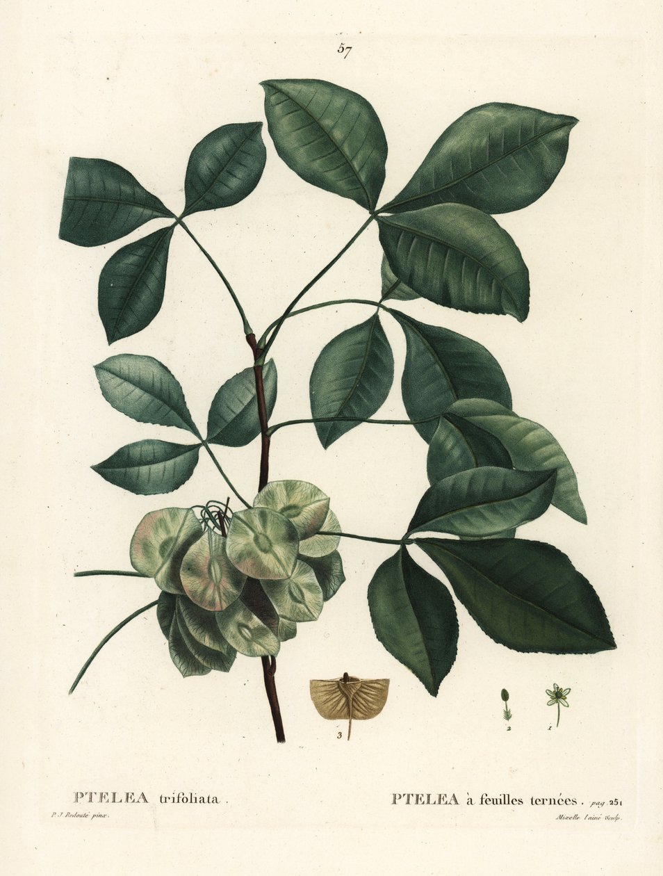 Common hoptree, stinking ash or wafer ash, Ptelea trifoliata. Handcoloured stipple engraving by Mixelle l