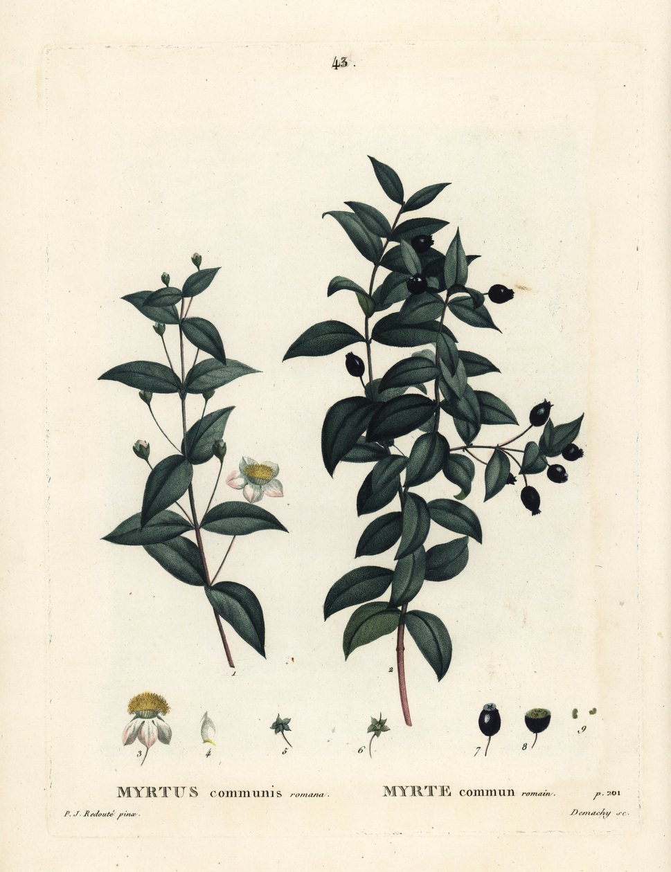 常见的桃金娘，桃金娘。 Demachy 手绘点画版画，由巴黎 Henri Louis Duhamel du Moncel 的 Treat des Arbres et Shrustes 的 Pierre-Joseph Redoute 绘制插图 作者 皮埃尔·约瑟夫·雷杜特