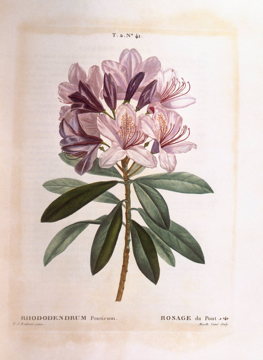 普通杜鹃花（Rhododendron ponticum），亨利-路易斯-杜哈梅尔-杜蒙索，皮埃尔-约瑟夫-雷杜特的植物图版 作者 皮埃尔·约瑟夫·雷杜特
