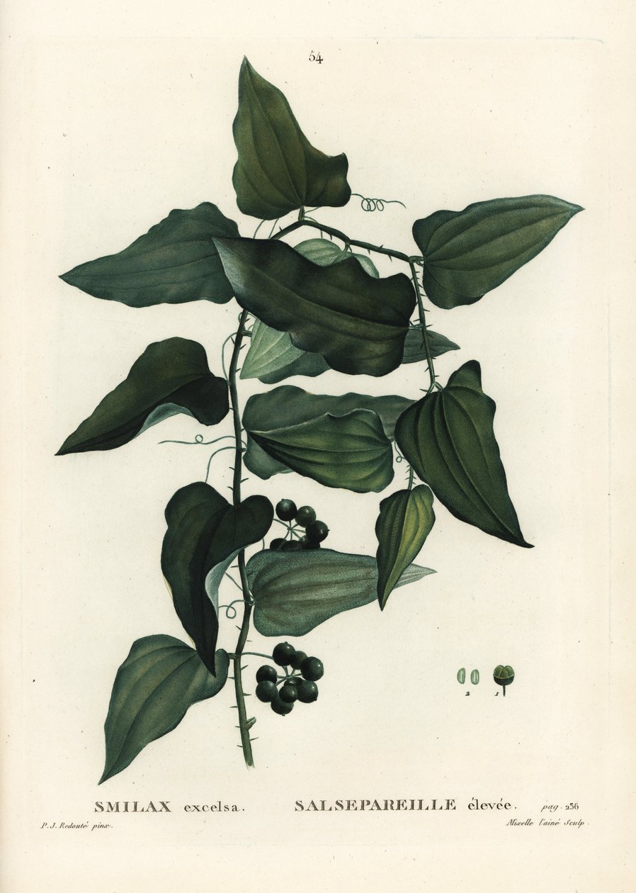 Common smilax, rough bindweed, sarsaparilla or Mediterranean smilax, Smilax aspera (Smilax excelsa). Handcoloured stipple engraving by Mixelle l