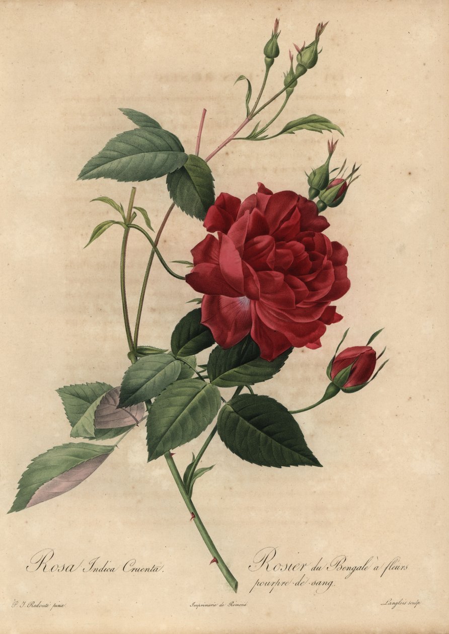 Crimson China rose, Rosa chinensis 作者 皮埃尔·约瑟夫·雷杜特