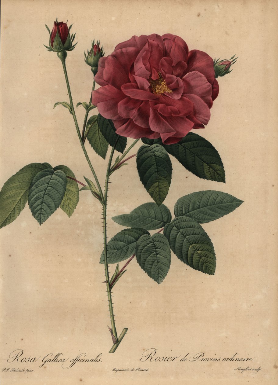 Crimson French rose or rose of Provins, Rosa gallica officinalis  作者 皮埃尔·约瑟夫·雷杜特