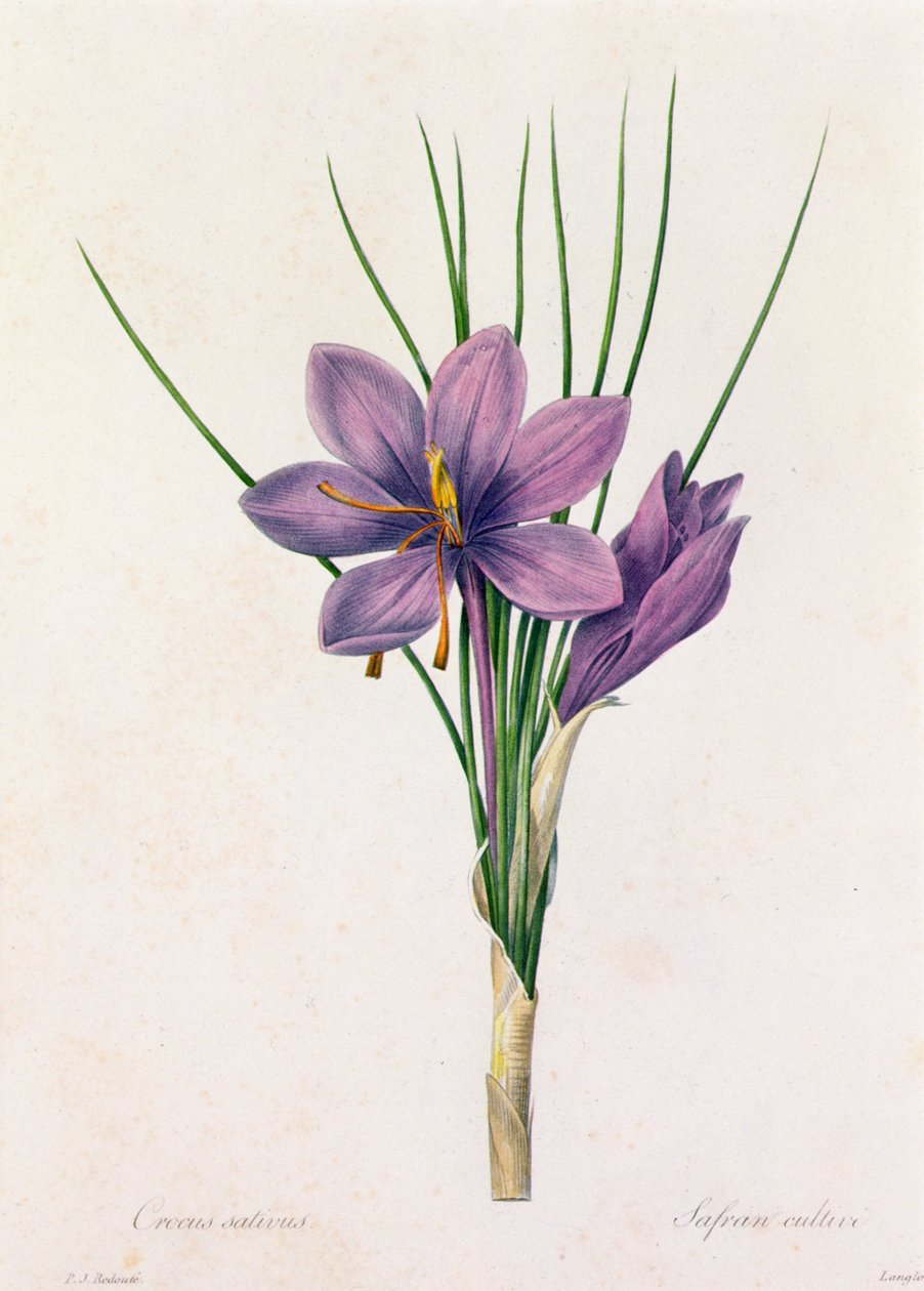 Crocus Sativus（彩色雕刻） 作者 皮埃尔·约瑟夫·雷杜特