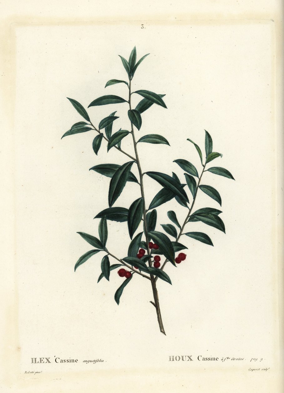 Dahoon 冬青或 cassina，冬青 cassine。 Coqueret 手绘点画雕刻，由巴黎 Henri Louis Duhamel du Moncel 的 Treat des Arbres et Shrustes 的 Pierre-Joseph Redoute 绘制 作者 皮埃尔·约瑟夫·雷杜特