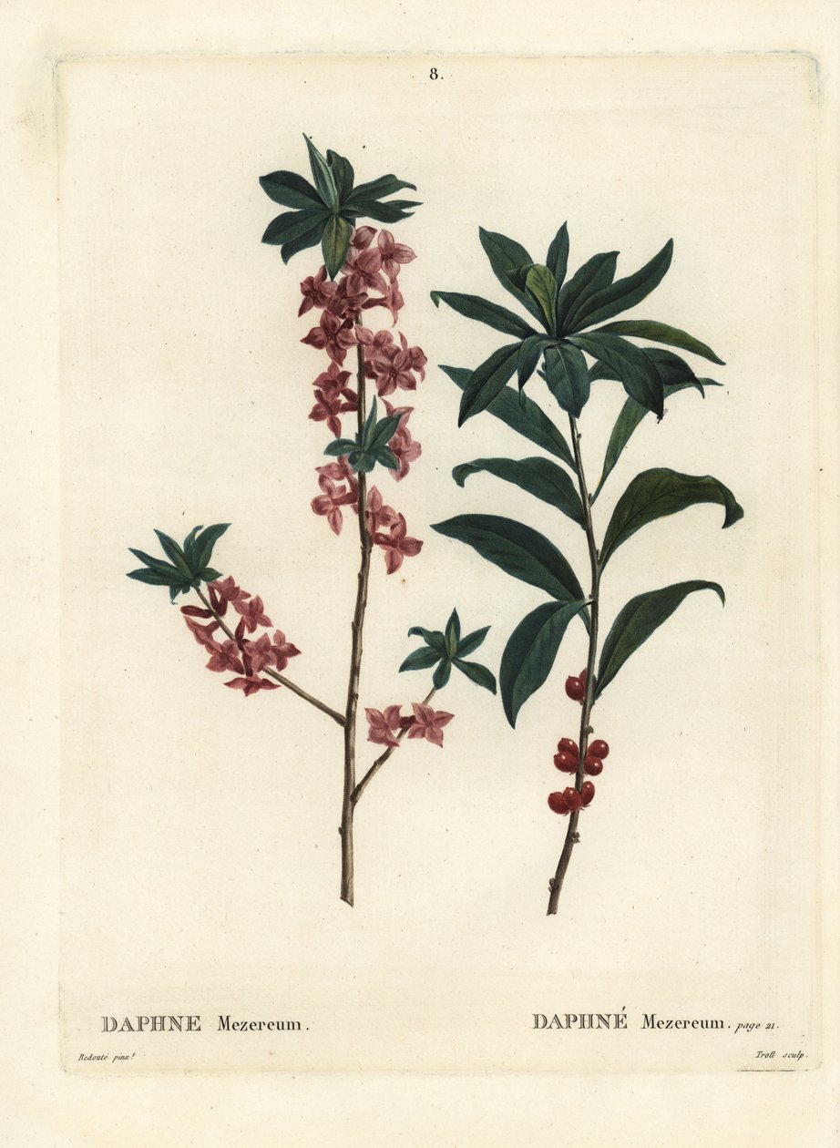 达芙妮或 mezereon，达芙妮 mezereum。 由巴黎亨利·路易斯·杜哈梅尔·杜·蒙塞尔 (Henri Louis Duhamel du Moncel) 的 Pierre-Joseph Redoute 绘制插图后，由 Troll 手绘点画雕刻 作者 皮埃尔·约瑟夫·雷杜特