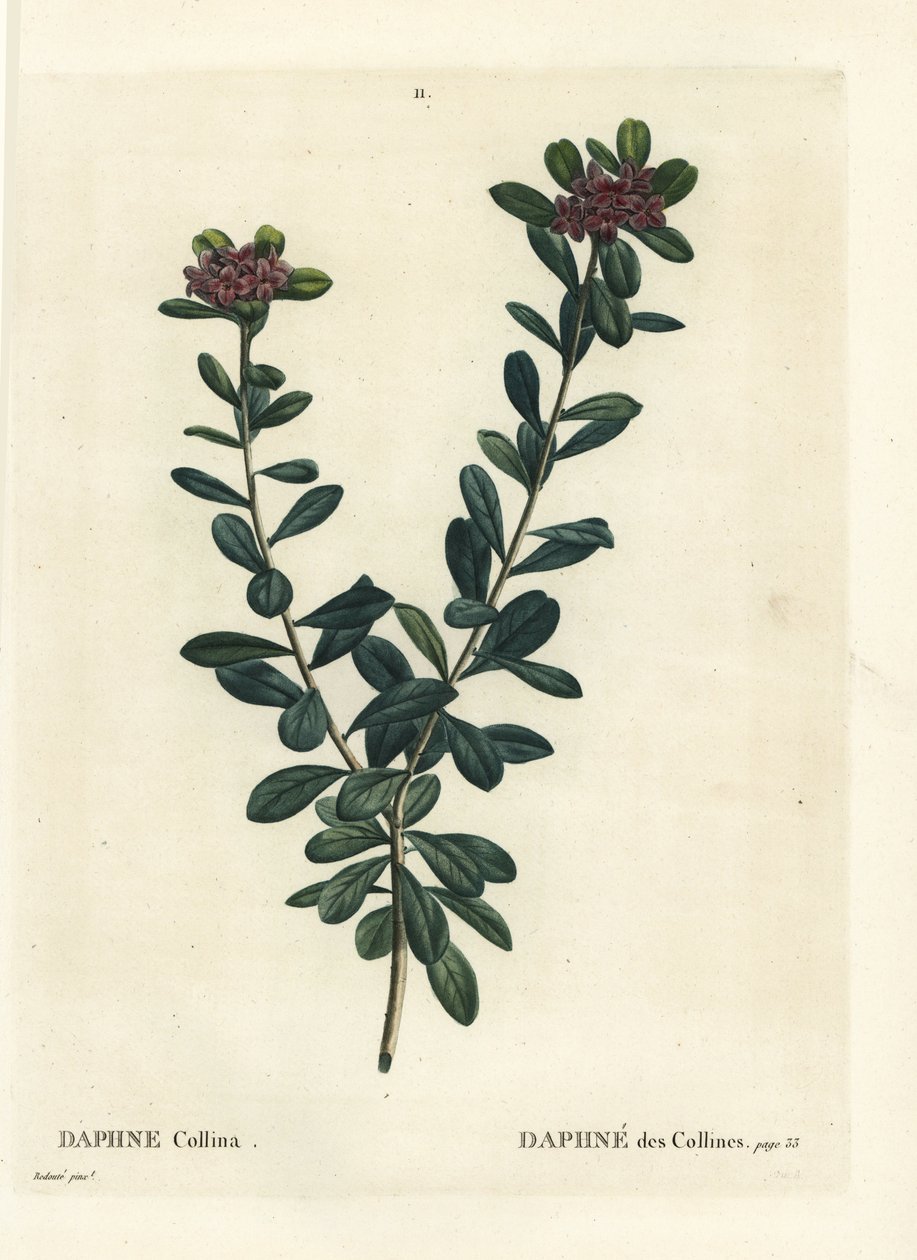 Daphne sericea（Daphne collina）。根据Pierre-Joseph Redoute的插图进行的手绘立体雕刻，出自Henri Louis Duhamel du Monceau的Treat des Arbres et Shrustes，巴黎。 作者 皮埃尔·约瑟夫·雷杜特