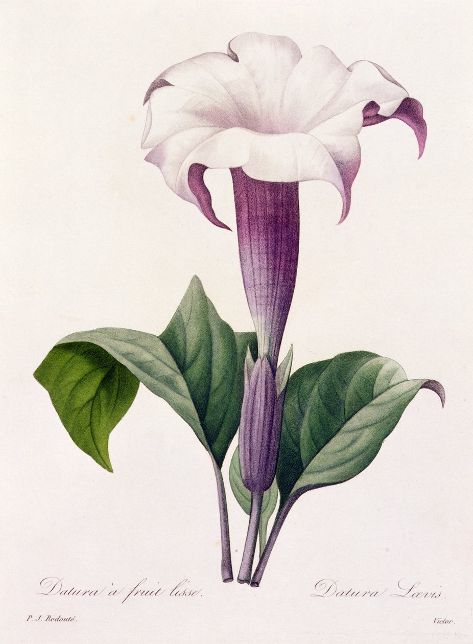 Dature Laevis（彩色雕刻） 作者 皮埃尔·约瑟夫·雷杜特
