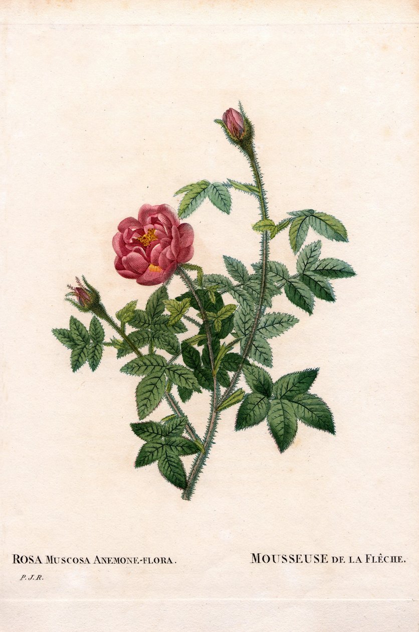 De la Fleche玫瑰，Rosa centifolia var. muscosa，La Mousseuse de la Fleche。皮埃尔-约瑟夫-雷杜特的《玫瑰》中的手绘立体铜版画，巴黎 作者 皮埃尔·约瑟夫·雷杜特