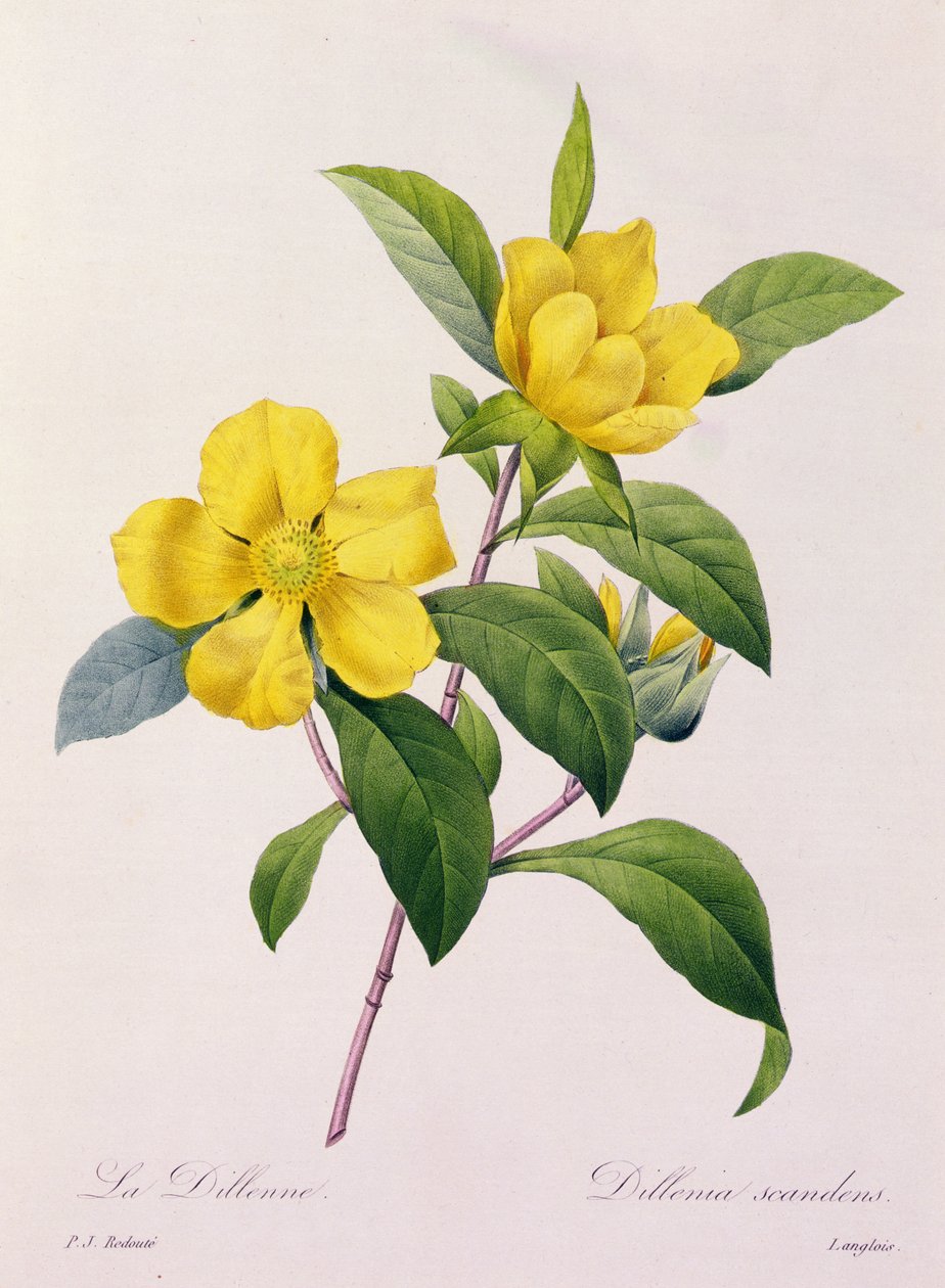 Dillenia Scandens（彩色雕刻） 作者 皮埃尔·约瑟夫·雷杜特