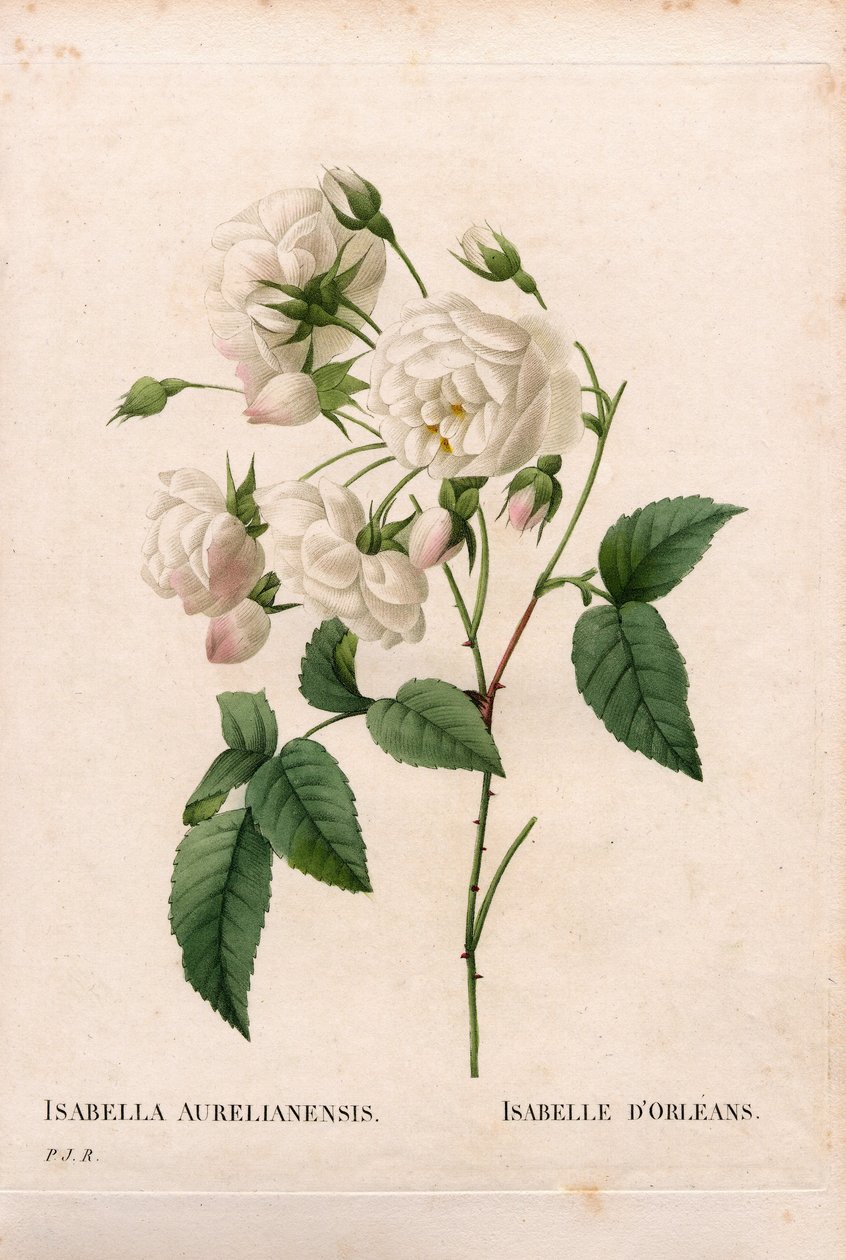 奥尔良公爵夫人玫瑰，Rosa gallica品种。皮埃尔-约瑟夫-雷杜特的《玫瑰》中的手绘立体铜版画，巴黎 作者 皮埃尔·约瑟夫·雷杜特