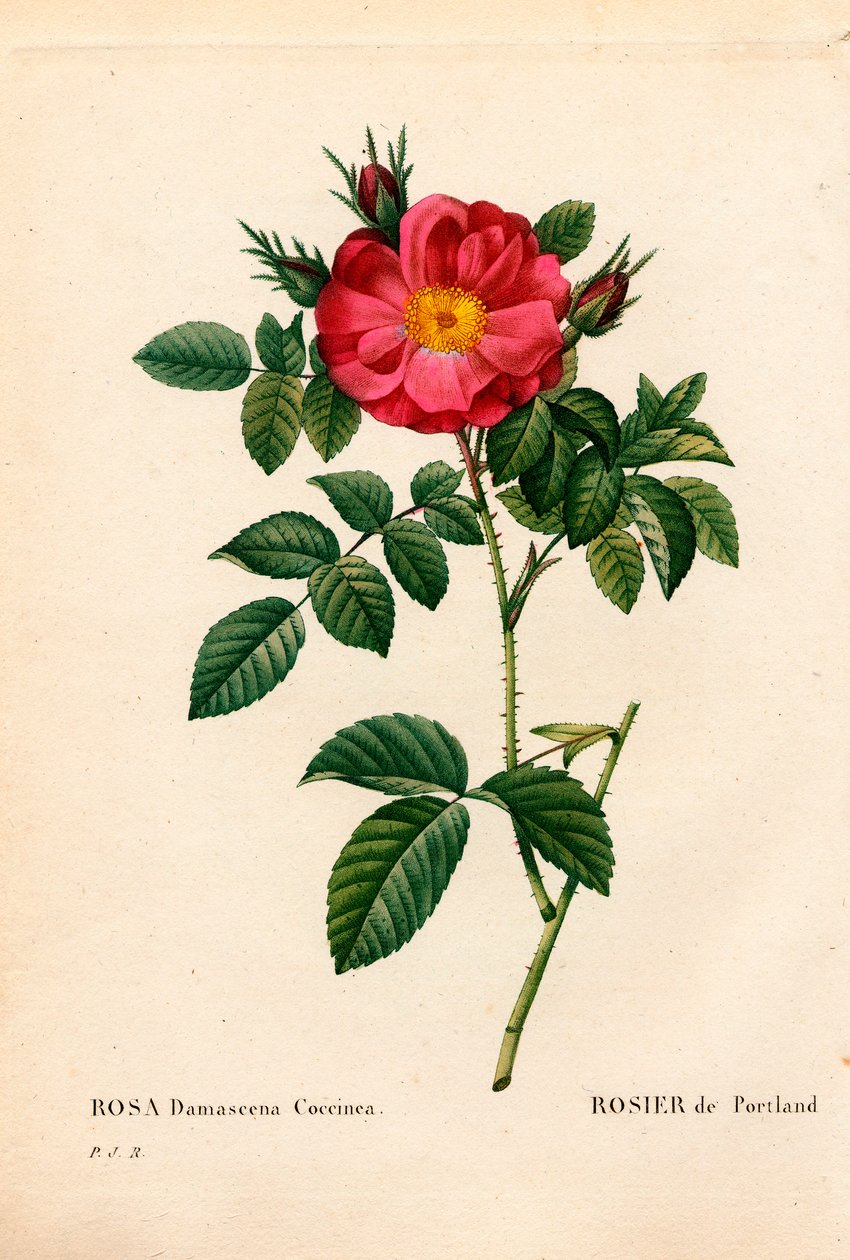 波特兰公爵夫人玫瑰，Rosa portlandica，波特兰玫瑰。 来自 Pierre Joseph Redoute 的“Les Roses”，巴黎的手绘点画铜版画 作者 皮埃尔·约瑟夫·雷杜特