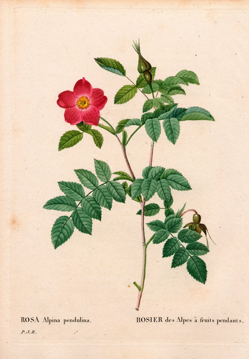 果实累累的粉色高山玫瑰，Rosa pendulina。皮埃尔-约瑟夫-雷杜特的《玫瑰花》中的手绘立体铜版画，巴黎 作者 皮埃尔·约瑟夫·雷杜特
