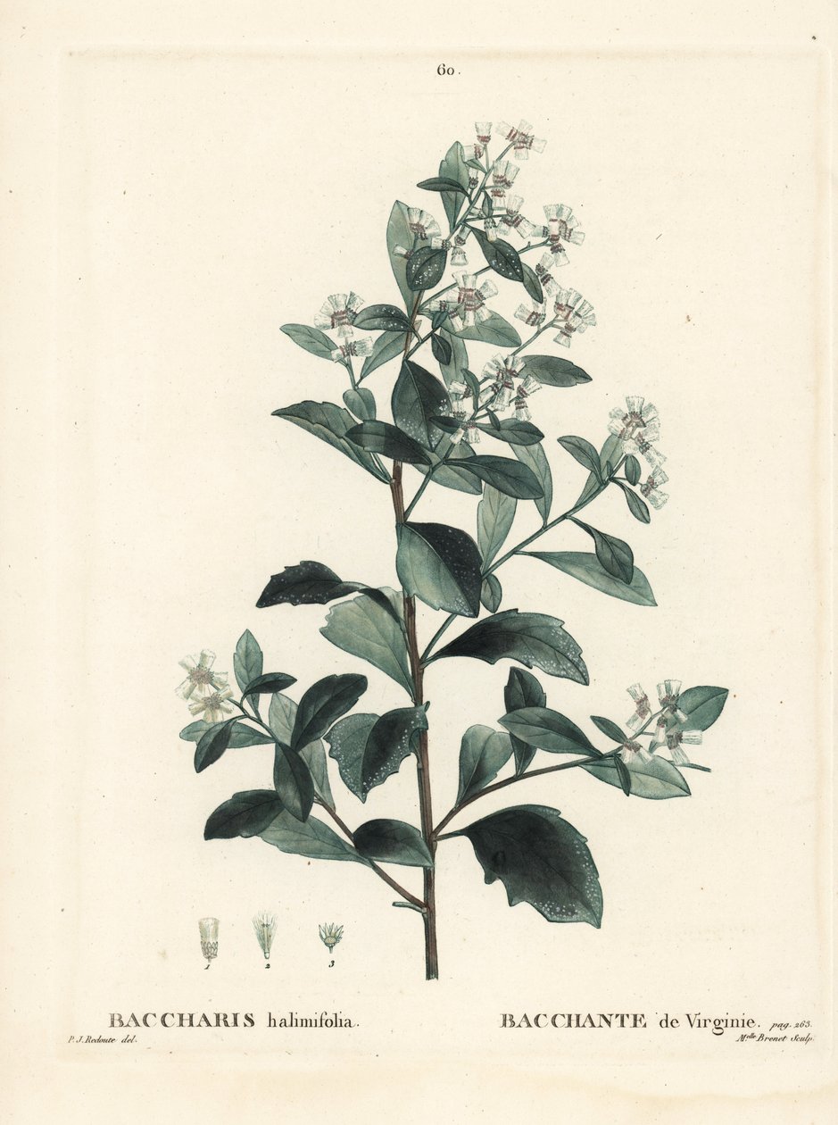 Eastern baccharis, groundsel bush, sea myrtle or saltbush, Baccharis halimifolia. Handcoloured stipple engraving by Miss Brenet after an illustration by Pierre-Joseph Redoute from Henri Louis Duhamel du Moncel