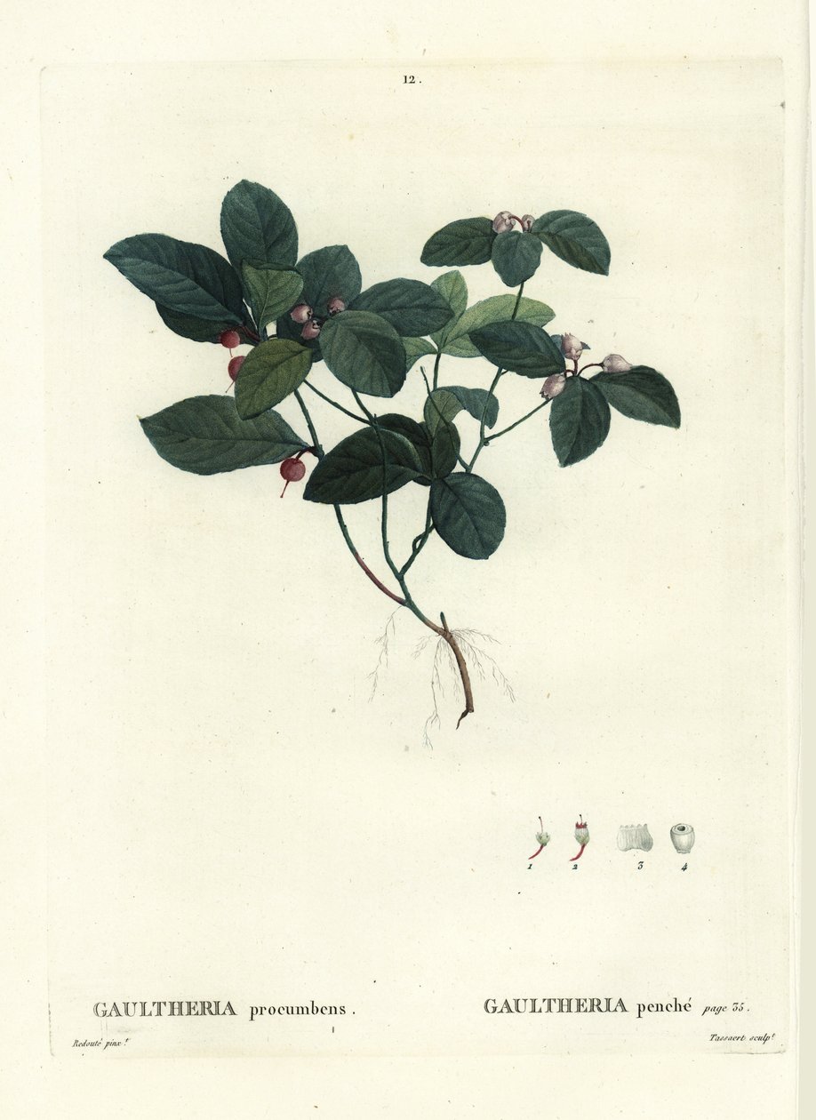 Eastern teaberry, checkerberry or boxberry, Gaultheria procumbens. Handcoloured stipple engraving by Tassaert after an illustration by Pierre-Joseph Redoute from Henri Louis Duhamel du Moncel
