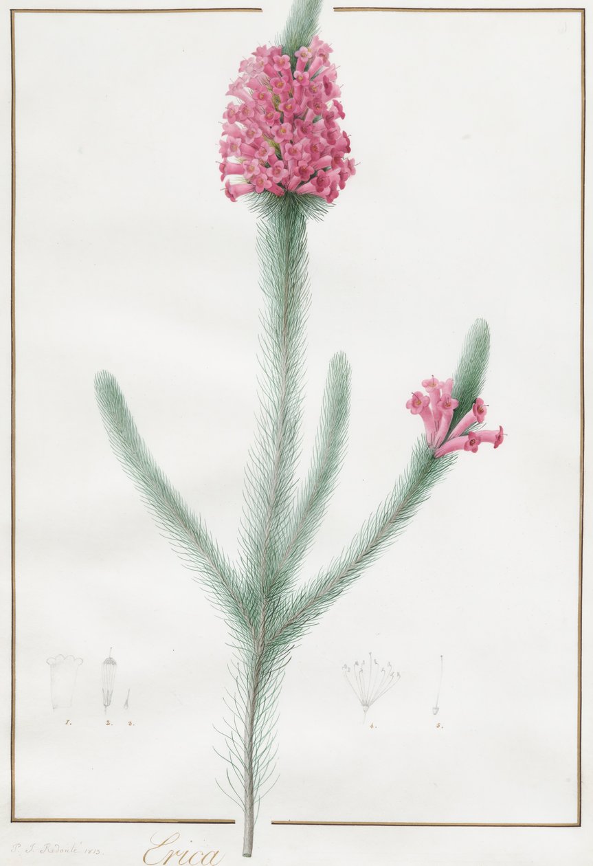 Erica Fulgida, 1813. 作者 皮埃尔·约瑟夫·雷杜特