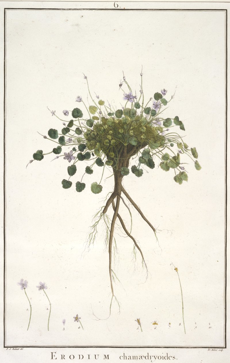 菊花chamaedryoides，从Geraniologia，或几小时，天竺葵，Monsoniae Grielum历史图标来说明，1787年至1788年（手工着色雕刻） 作者 皮埃尔·约瑟夫·雷杜特