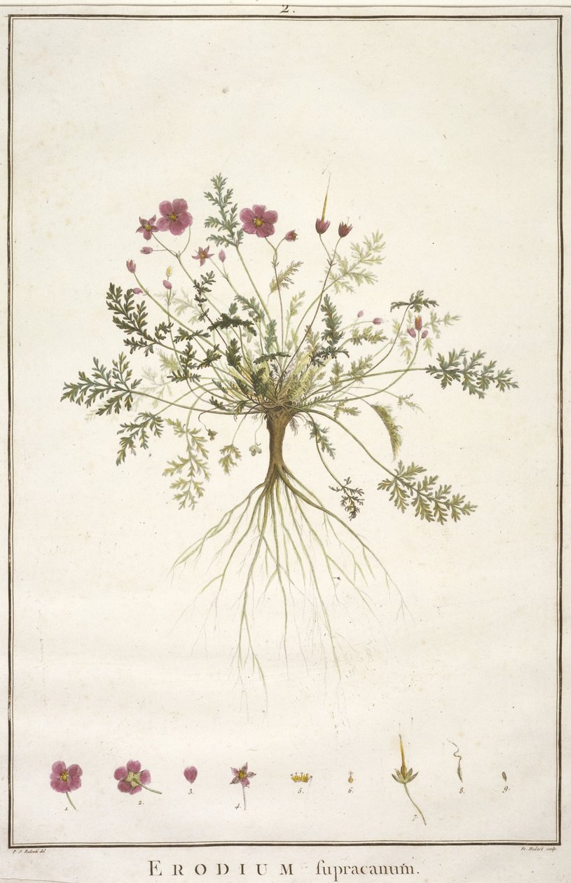 菊花supracanum，从Geraniologia，或几小时，天竺葵，Monsoniae Grielum历史图标来说明，1787年至1788年（手工着色雕刻） 作者 皮埃尔·约瑟夫·雷杜特