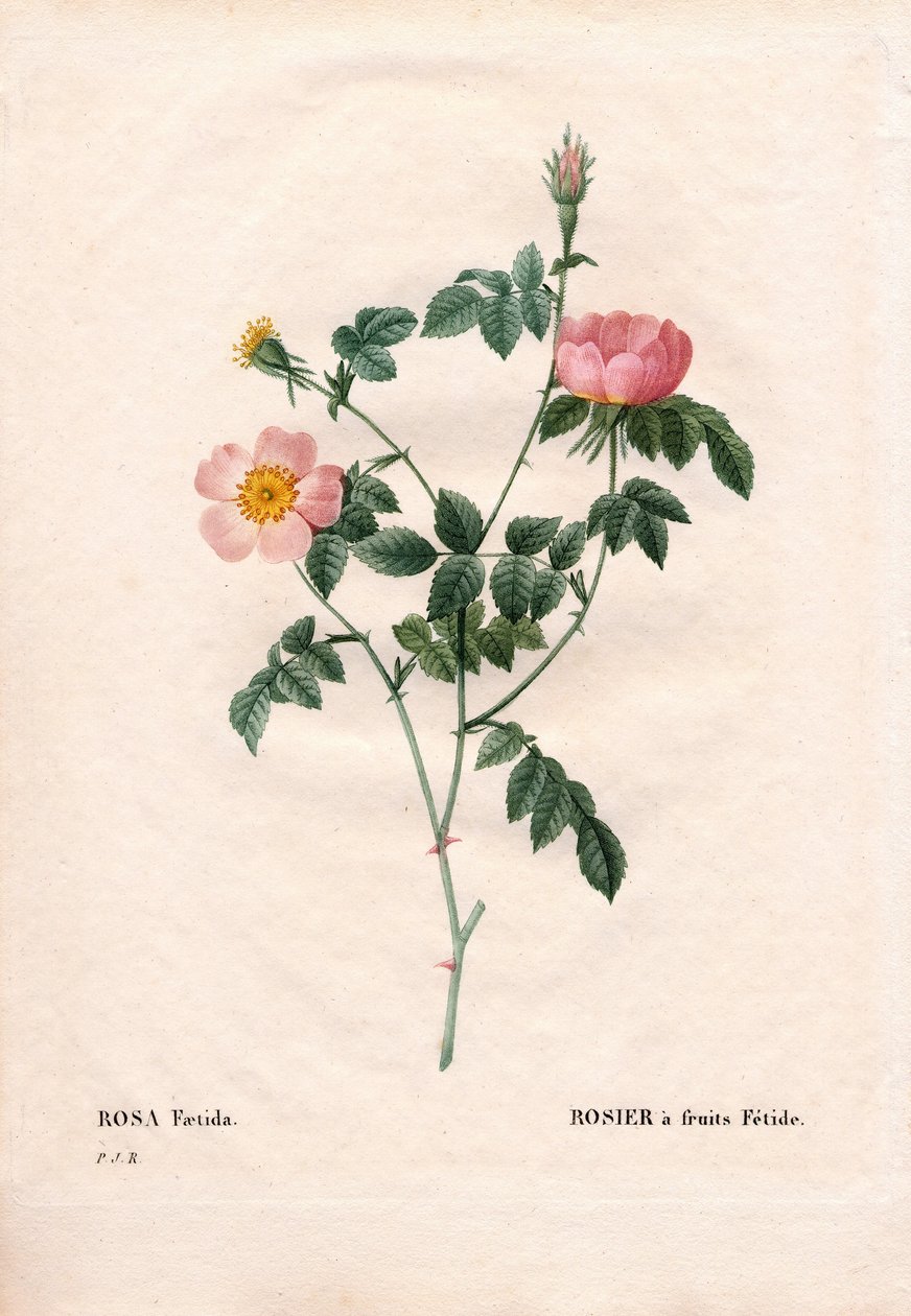 Fetide 果实玫瑰。 来自 Pierre Joseph Redoute 的“Les Roses”，巴黎的手绘点画铜版画 作者 皮埃尔·约瑟夫·雷杜特